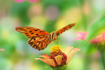 Colorful butterflies