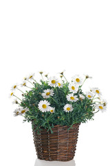 margherita fiorita in vaso
