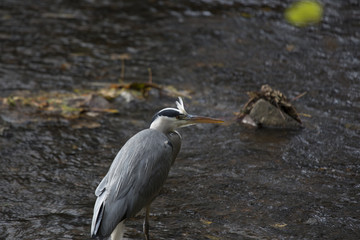 Grey Heron (Ardea cinerea)