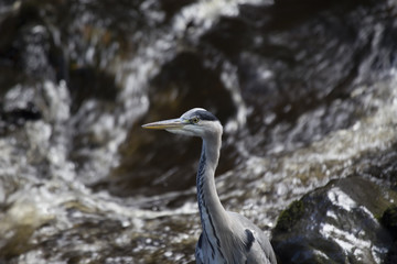 Grey Heron (Ardea cinerea)
