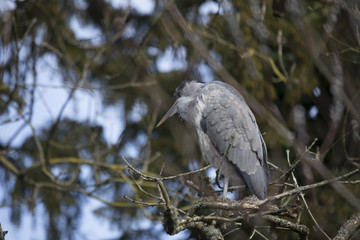 Grey Heron (Ardea cinerea)