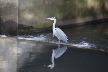 Grey Heron (Ardea cinerea)