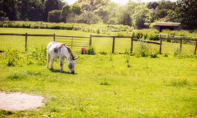 Donkey grazing on a green field