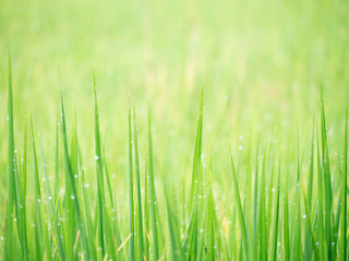 Soft background image water dew on grass in field.