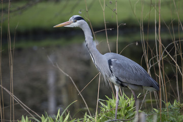 Grey Heron (Ardea cinerea)