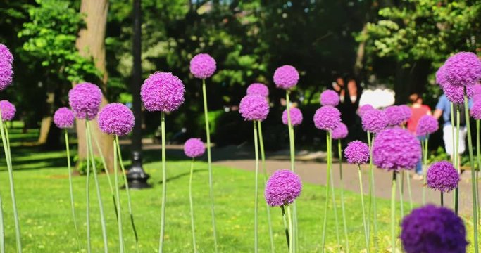 BOSTON, MA - Circa June, 2016 - An establishing shot of Giant Purple Sensation flowers in Boston Public Garden.  	