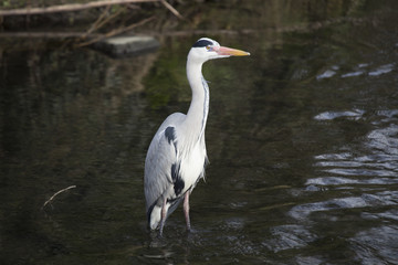 Grey Heron (Ardea cinerea)