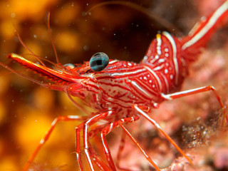 shrimp under the sea