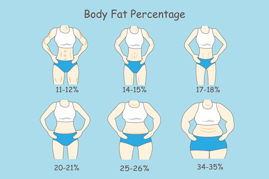 Cartoon about body fat percentage Stock Vector