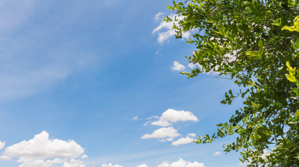 Blue Sky with Tree Branch