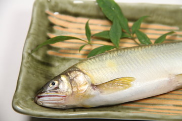 鮎