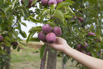 gardener picking a apple from a tree