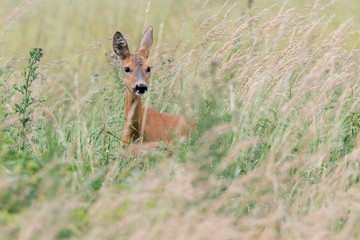 Ein Reh (Capreolus capreolus) versteckt sich im hohen Gras und sichert die Umgebung