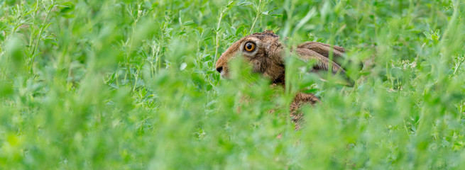 Feldhase (Lepus europaeus) versteckt sich in einem Feld