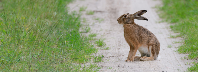 Feldhase (Lepus europaeus) sitzt neben einem Feld auf einem Weg