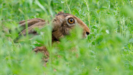 Feldhase (Lepus europaeus) versteckt sich in einem Feld