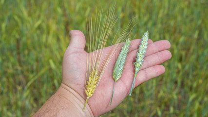 Barley (Hordeum vulgare) Rye (Secale cereale) and Wheat (Triticum aestivum) three types of cereal on hand