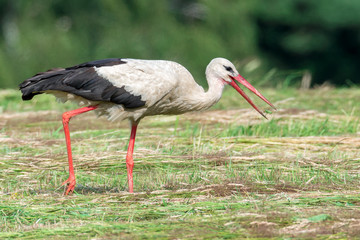 Storch Weißstorch (Ciconia ciconia) wirft einen erbeuteten großen Grashüpfer Heupferd hoch um...