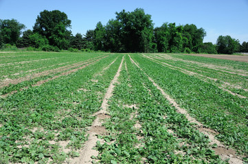 Fototapeta na wymiar spring farm field with vegetable grown in the field
