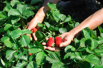 strawberry harvest with new picked strawberry in hands