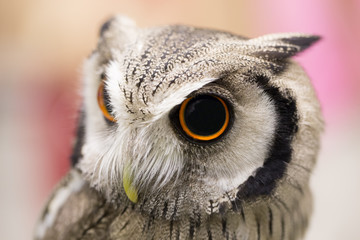Little Owl.