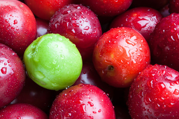 Red fresh plums with one plum still green.