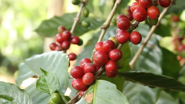 Coffee beans are ripe for harvest.