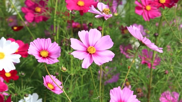 Field cosmos flower with wind blow