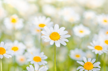 Chamomile flowers as background