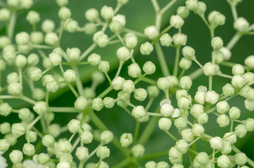 Bushy white flowers of elderberry tree, sambucus