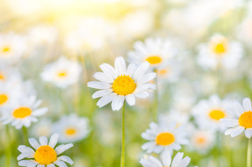Chamomile flowers as background