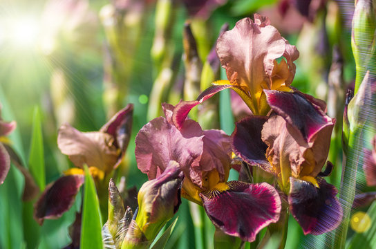 flowers iris background