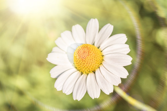 Chamomile flowers as background