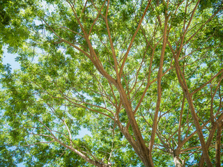 Obraz premium nature green wood tree backgrounds