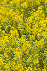 Fototapeta premium Close up Image of a rapeseed field.Selective focusing shot of a blooming rapeseed field at spring.Rapeseed field closeup,