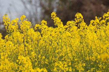 Close up Image of a rapeseed field.Selective focusing shot of a blooming rapeseed field at spring.Rapeseed field closeup,