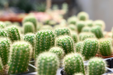 Cactus botanical nursery. Green background cactus close up