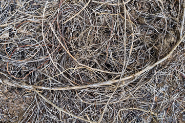 dry vineplant in nature.