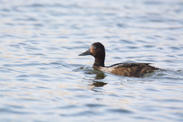 Ferruginous Duck,