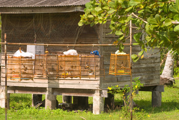 bird cage in the thai village