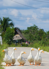 little duck walking on the road at the thai village