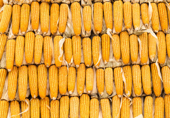 Yellow corn wall texture background