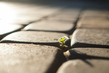plant is growing through the paved road. shallow focus.
