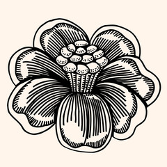 Vector flower isolated