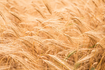 Пшеничное поле в лучах солнца