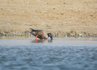 Northern Shovler Duck