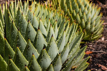 Fototapeta premium closeup of giant spiral aloe cacti 