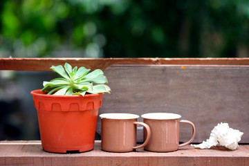 Small cactus in pots in the garden.