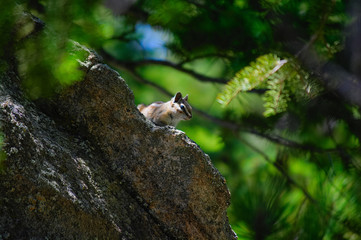 Chipmunk Perched on a Rock