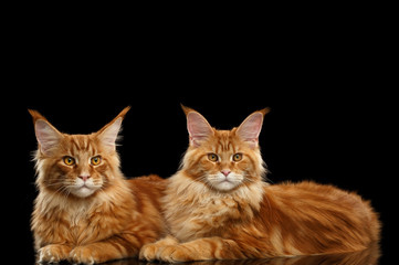 Two Cute Red Maine Coon Cats Lying and Looks in Camera Isolated on Black Background, Side view